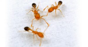 شركة مكافحة النمل الابيض ببريدة