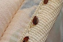 افضل شركة مكافحة بق ببريدة