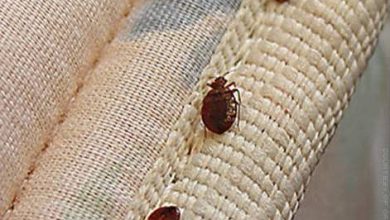 افضل شركة مكافحة بق ببريدة